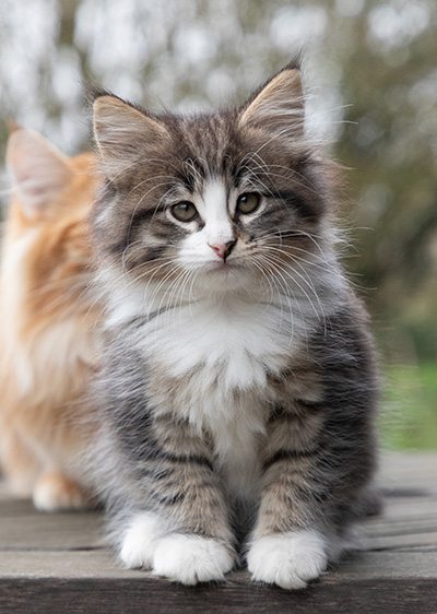 Viveka - 7 weeks old