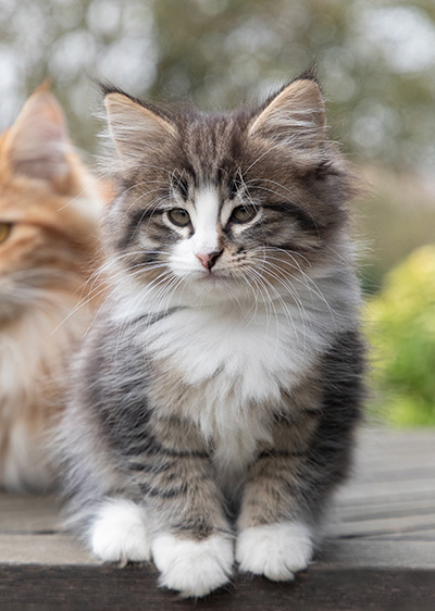 Viveka - 7 weeks old