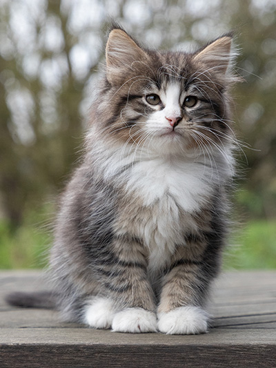 Viveka - 7 weeks old