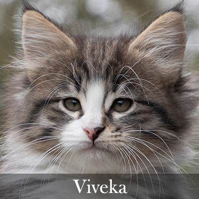 Viveka