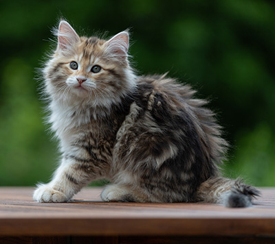 Aleksander - 12 Wochen alt