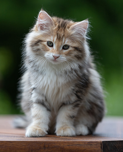 Aleksander - 12 Wochen alt