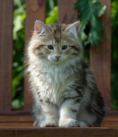 Aleksander - 12 Wochen alt