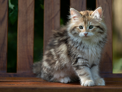 Aleksander - 12 Wochen alt