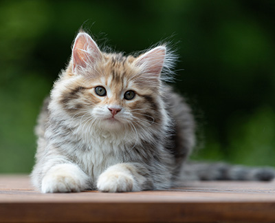 Aleksander - 12 Wochen alt