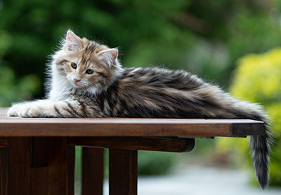 Aleksander - 12 Wochen alt