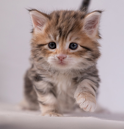 Aleksander - 5 semaines