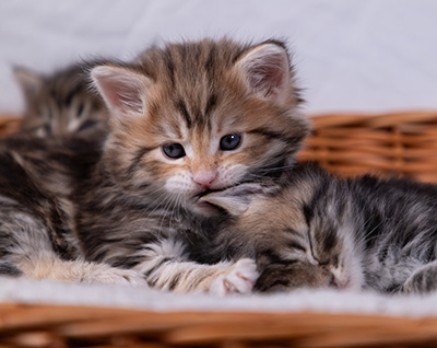 Aleksander - 5 semaines