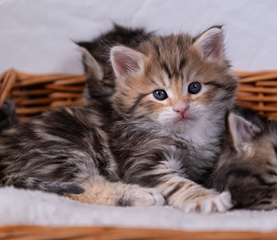 Aleksander - 5 semaines