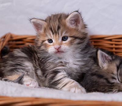 Aleksander - 5 semaines