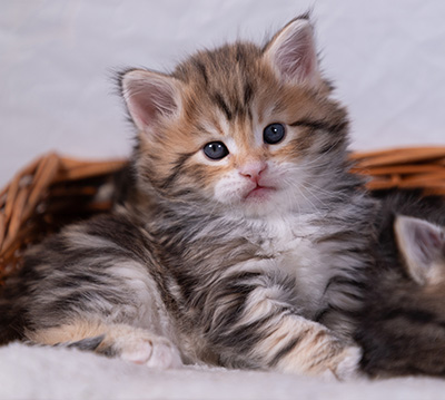 Aleksander - 5 semaines