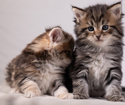 Aleksander - 5 semaines