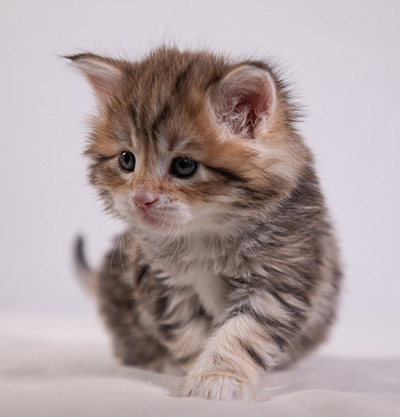 Aleksander - 5 semaines