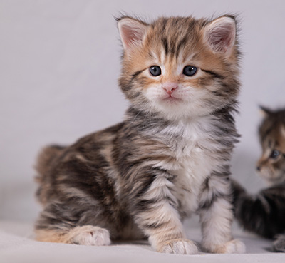 Aleksander - 5 semaines