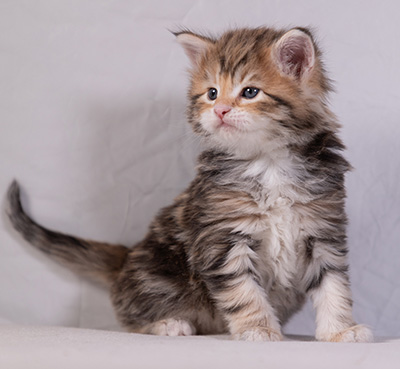 Aleksander - 5 semaines