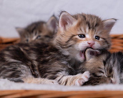 Aleksander - 5 semaines