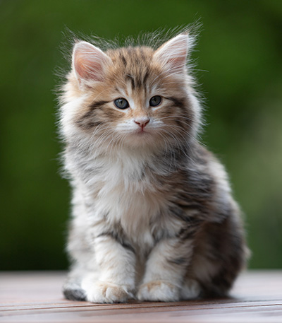 Aleksander - 9 weeks old