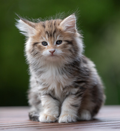 Aleksander - 9 weeks old
