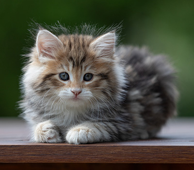 Aleksander - 9 weeks old