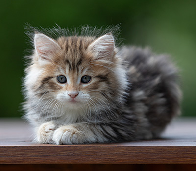 Aleksander - 9 weeks old