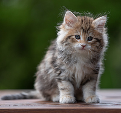 Aleksander - 9 weeks old