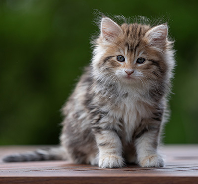 Aleksander - 9 weeks old