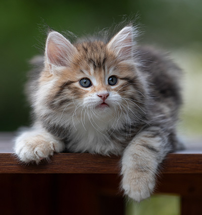 Aleksander - 9 weeks old