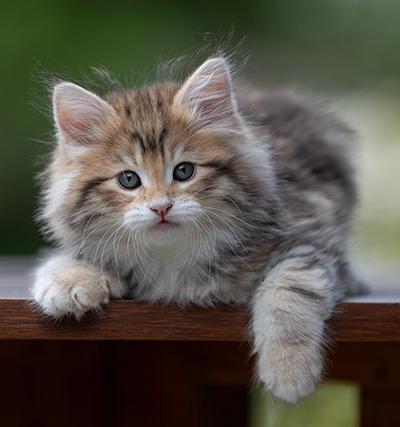 Aleksander - 9 weeks old