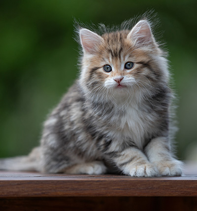 Aleksander - 9 weeks old