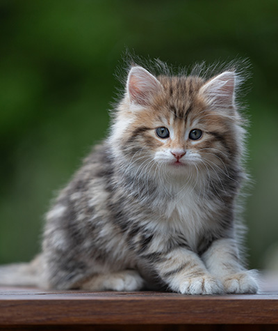 Aleksander - 9 weeks old