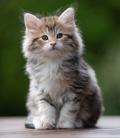 Aleksander - 9 weeks old