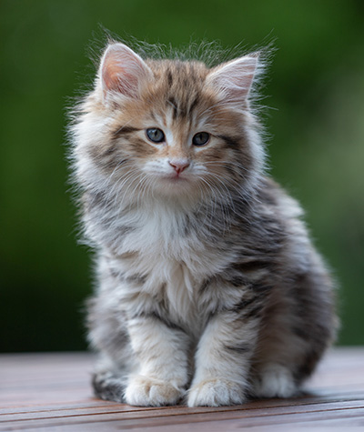 Aleksander - 9 weeks old