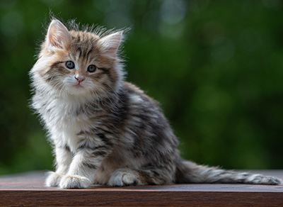 Aleksander - 9 weeks old