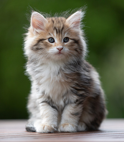 Aleksander - 9 weeks old