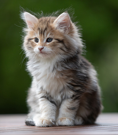 Aleksander - 9 weeks old