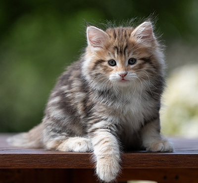 Aleksander - 9 weeks old
