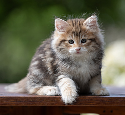 Aleksander - 9 weeks old