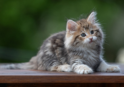 Aleksander - 9 weeks old