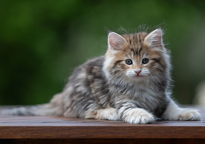 Aleksander - 9 weeks old