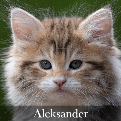 Aleksander