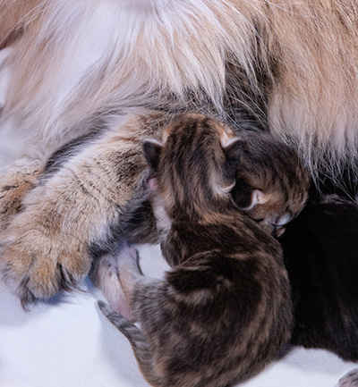 Aleksander - Naissance