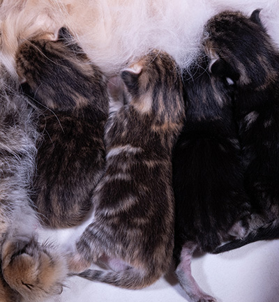 Aleksander - Naissance