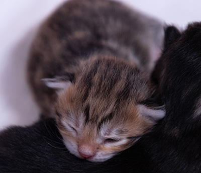 Aleksander - Naissance