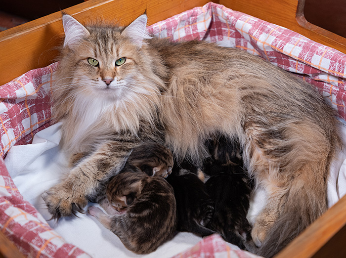 Aleksander - Naissance