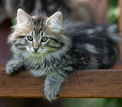 Alexej - 12 Wochen alt