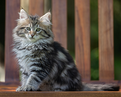 Alexej - 12 Wochen alt