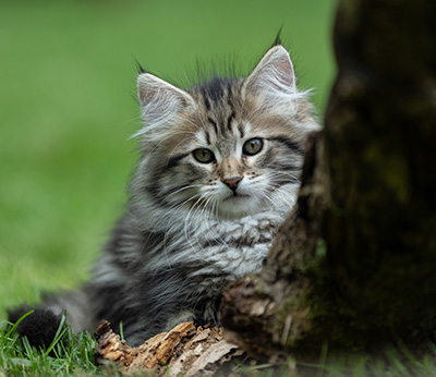 Alexej - 12 Wochen alt