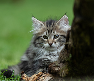 Alexej - 12 Wochen alt