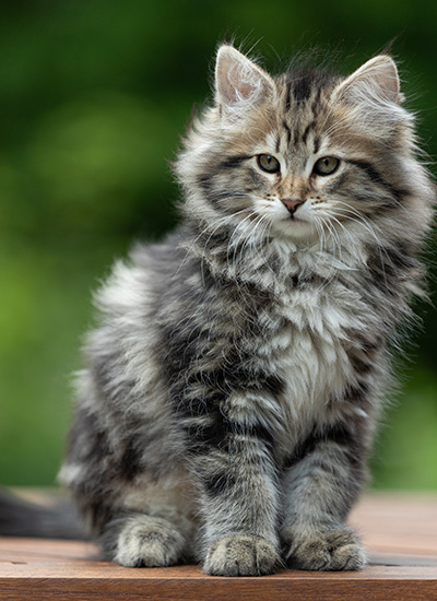 Alexej - 12 Wochen alt