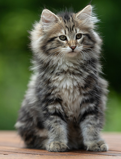 Alexej - 12 Wochen alt